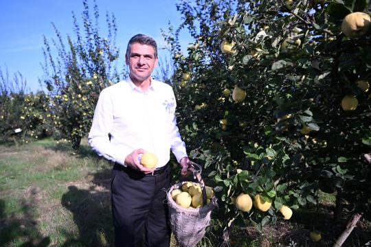 HASAT BAŞLADI, ŞİMDİ EŞME AYVA FESTİVALİ ZAMANI