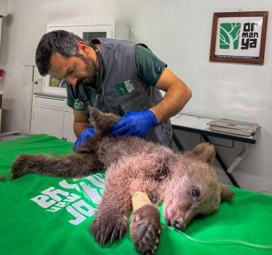 Yavru ayı Ormanya’da tedavi altında