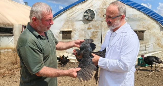 Büyükşehir, yüzde 50 hibeli 16 bin tavuk dağıttı