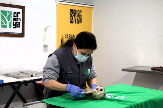 Bu merkez yaban hayvanlarına umut oluyor